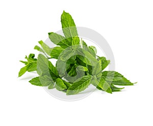 Bunch of fresh mint