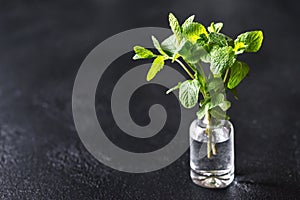 Bunch of fresh mint in the glass vase
