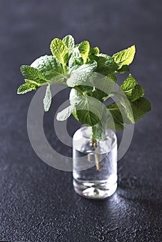 Bunch of fresh mint in the glass vase