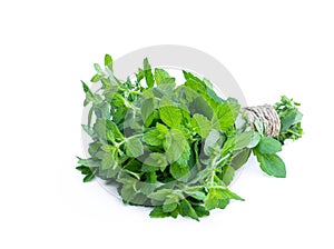 Bunch of fresh mint isolated on white