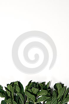 Bunch of fresh mint on a white background