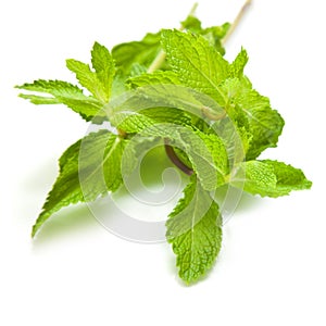 Bunch of fresh mint on white background