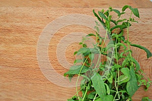 Bunch of fresh mint on wooden background