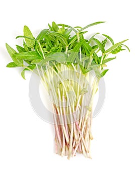 Mung bean microgreens, bunch of fresh and raw shoots of Vigna radiata photo