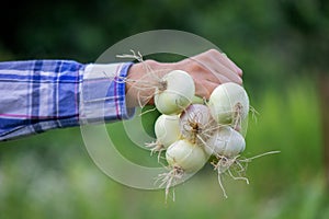 a bunch of fresh onions in the hands of a farmer. Selective focus