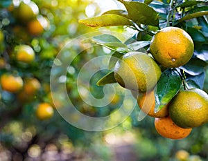 A bunch of fresh oranges hanging on a tree in an orange grove. Generated with AI