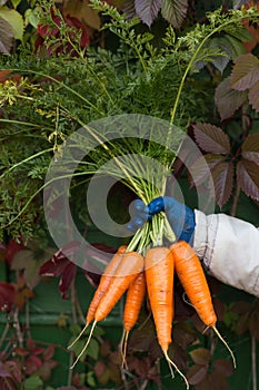 Bunch of fresh organic carrots in the hand