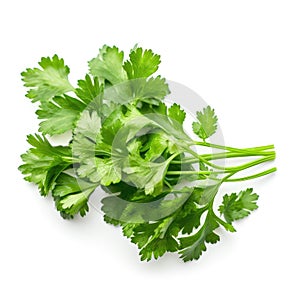 Bunch of fresh organic coriander ingredient for cooking with white background Generative AI Illustration