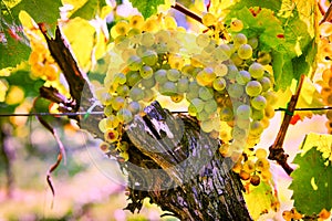 Bunch of fresh organic grape on vine branch