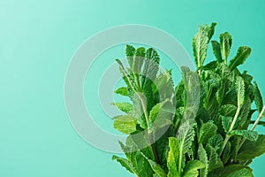 Bunch of Fresh Organic Mint on Pastel Turquoise Background. Minimalist Styled Image with Copy Space for Blogs Banner Poster