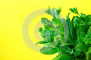 Bunch of Fresh Organic Mint on Yellow Background. Minimalist Image with Copy Space for Blogs Banner Poster Template. Gardening