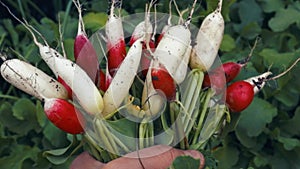 A bunch of fresh organic radish in gardeners hand