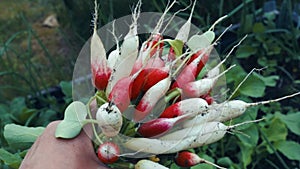 A bunch of fresh organic radish in gardeners hand
