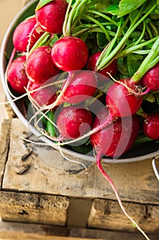 Bunch of fresh organic red radish with water drops in aluminum bowl on weathered wood garden box, clean eating, healthy diet