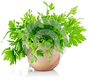 Bunch fresh parsley