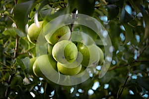 A bunch of fresh pears hanging from the tree