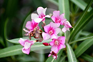 Bunch of fresh pink Flowers hanging in Tree