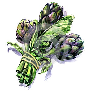 Bunch of fresh purple artichokes with stem and leaf, vegetable isolated, hand drawn watercolor illustration on white