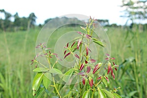 A bunch of fresh purple cinnamon leaves in a beautiful green environment