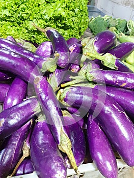 a bunch of fresh purple eggplants are ready to be sold in the market