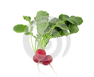 Bunch of fresh radishes