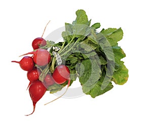 Bunch of fresh radishes on a white background