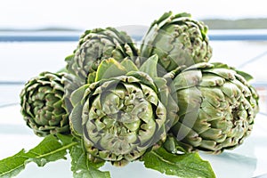 Bunch of fresh raw artichokes heads from artichoke plantation in Argolida, Greece ready to cook