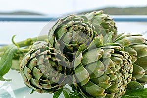 Bunch of fresh raw artichokes heads from artichoke plantation in Argolida, Greece ready to cook