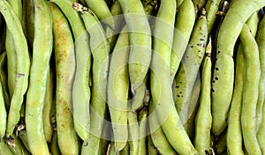 Broad beans closeup