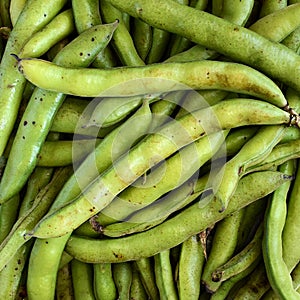 Broad beans closeup
