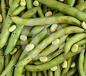 Broad beans closeup