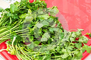 A bunch of fresh raw green parsley