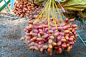 Bunch of Fresh Red Date Fruit hanging on Date Fruit Palm tree