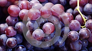 Bunch of fresh red grapes with water drops close-up