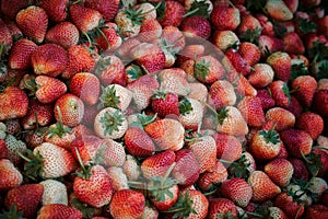 Bunch of fresh red organic Strawberries in a basket, fruit ecologic food
