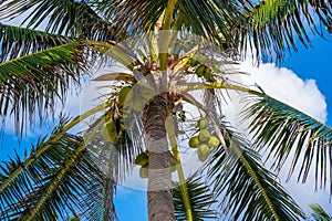 Bunch of fresh ripe coconuts growing on palm tree against blue cloudy sky