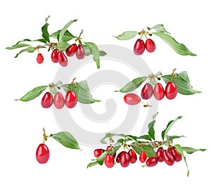 Bunch of fresh ripe cornus mas dogwood fruits with green leaves isolated on white