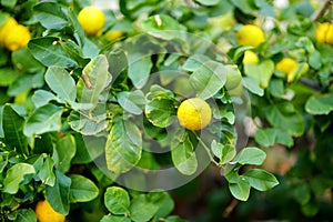 Bunch of fresh ripe lemons on a lemon tree branch