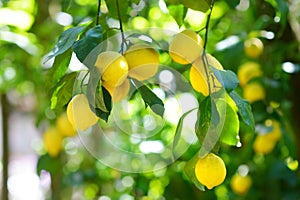 Bunch of fresh ripe lemons on a lemon tree branch