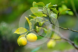 Bunch of fresh ripe lemons on a lemon tree branch