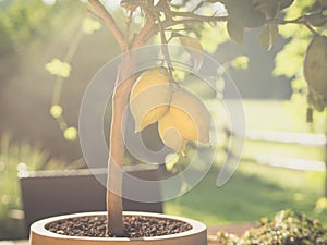 bunch of fresh ripe lemons on a lemon tree branch - backlit