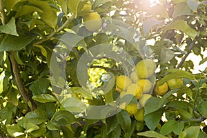 Bunch of fresh ripe lemons on a lemon tree branch in sunny garden.