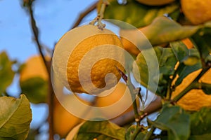 Bunch of fresh ripe lemons on a lemon tree branch in sunny garden.2