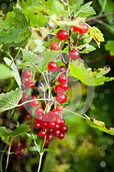 Bunch of fresh ripe red currant berry