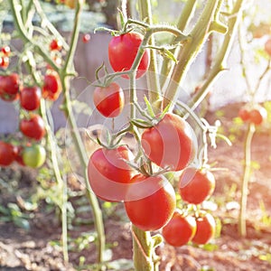 Bunch of fresh ripe tomatoes in greenhouse