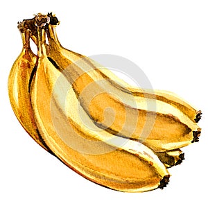 Bunch of fresh ripe yellow bananas isolated, watercolor illustration on white photo