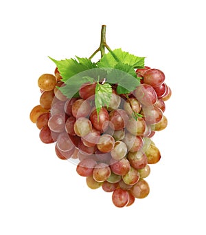 Bunch of fresh ripening red grapes with leaves isolated on white