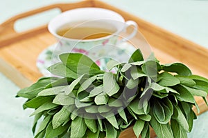 Bunch of fresh sage herb leaves laying in fron of a cup of herbal tea