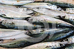 Penacho de fresco sardinas 