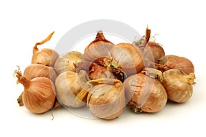 Bunch of fresh shallots